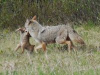 Jeune coyote qui se fait rapidement porter en sécurité par sa mère.