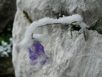 Im alten Vergnügen gefroren sein