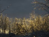 Verglas illuminé par la lumière du soleil