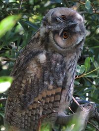 Un hibou moyen-duc curieux